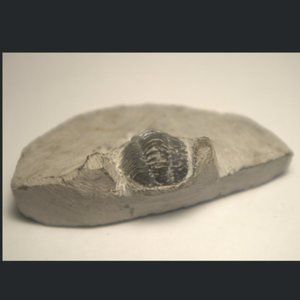 Great Trilobite**from Morocco**for sale